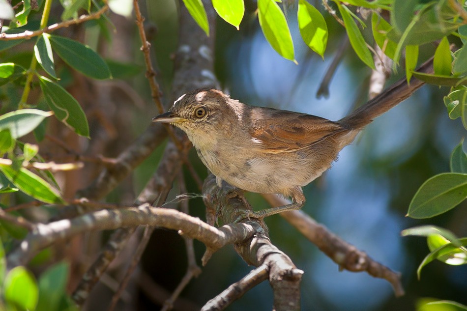 Sooty-fronted Spinetail - ML204605671