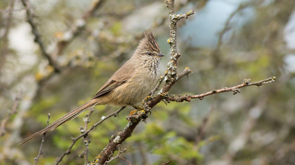 Tufted Tit-Spinetail - Jorge Claudio Schlemmer