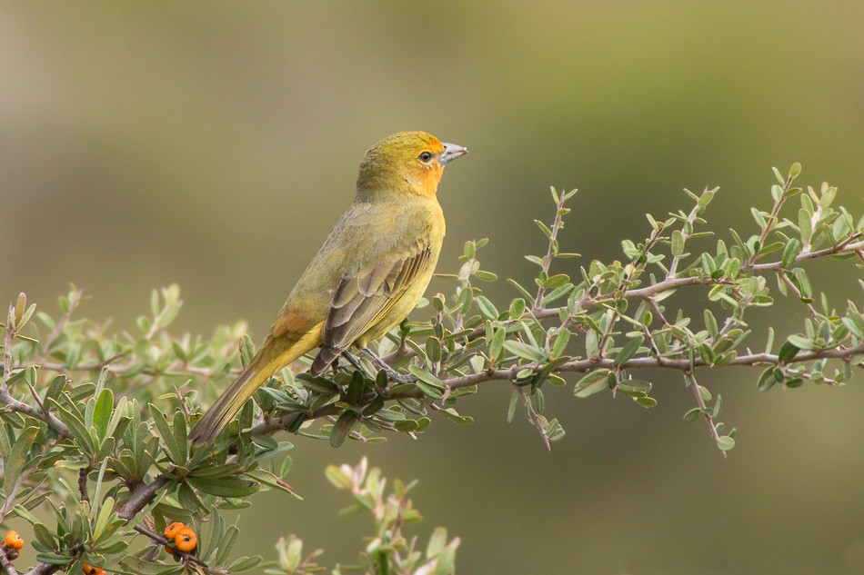 Hepatic Tanager (Lowland) - Jorge Claudio Schlemmer
