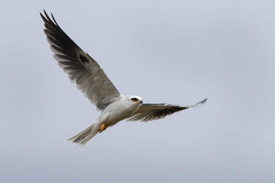 White-tailed Kite - ML204606121
