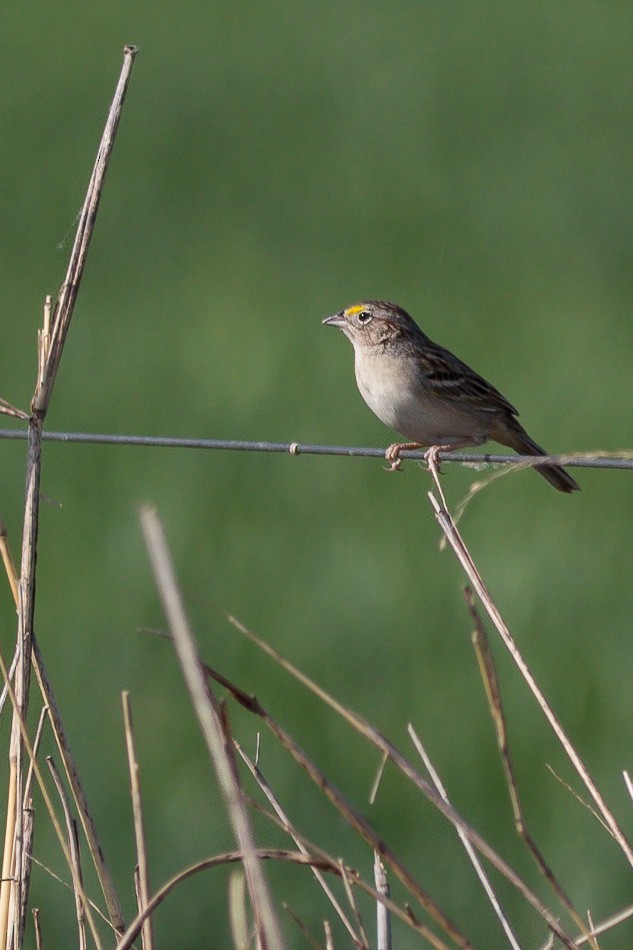 Grassland Sparrow - Jorge Claudio Schlemmer