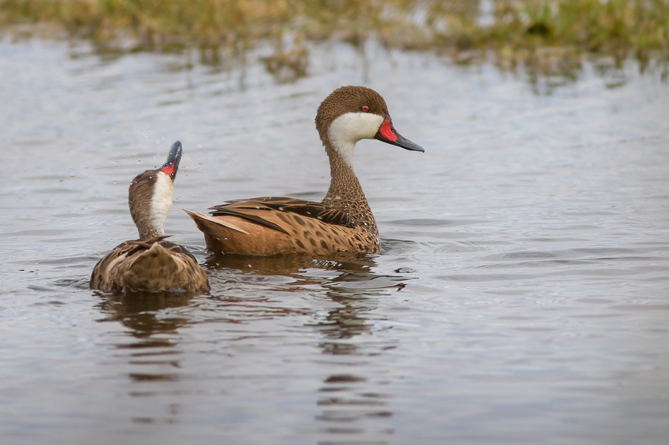White-cheeked Pintail (White-cheeked) - Jorge Claudio Schlemmer