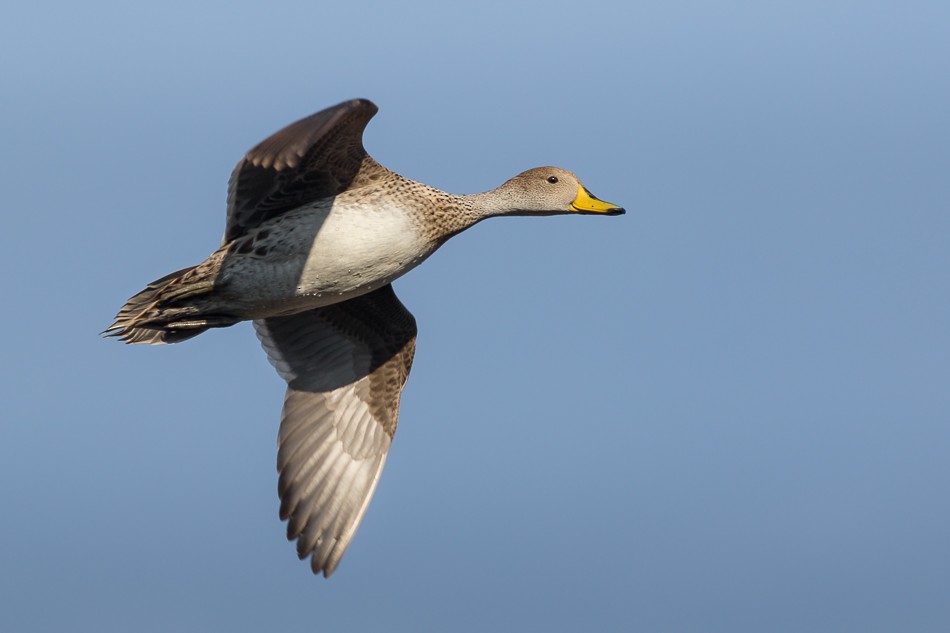 Yellow-billed Pintail (South American) - Jorge Claudio Schlemmer