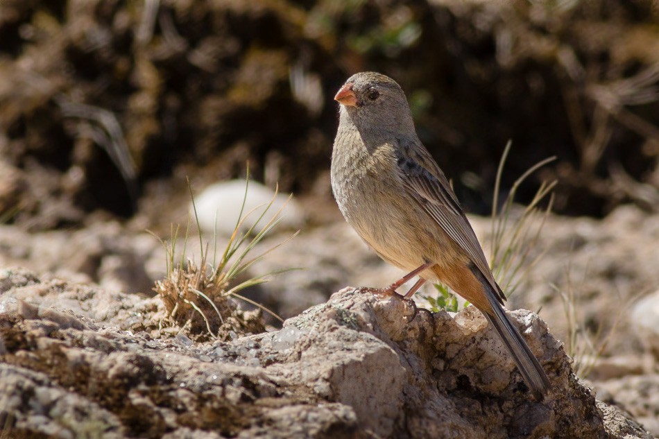 Plain-colored Seedeater - ML204606231