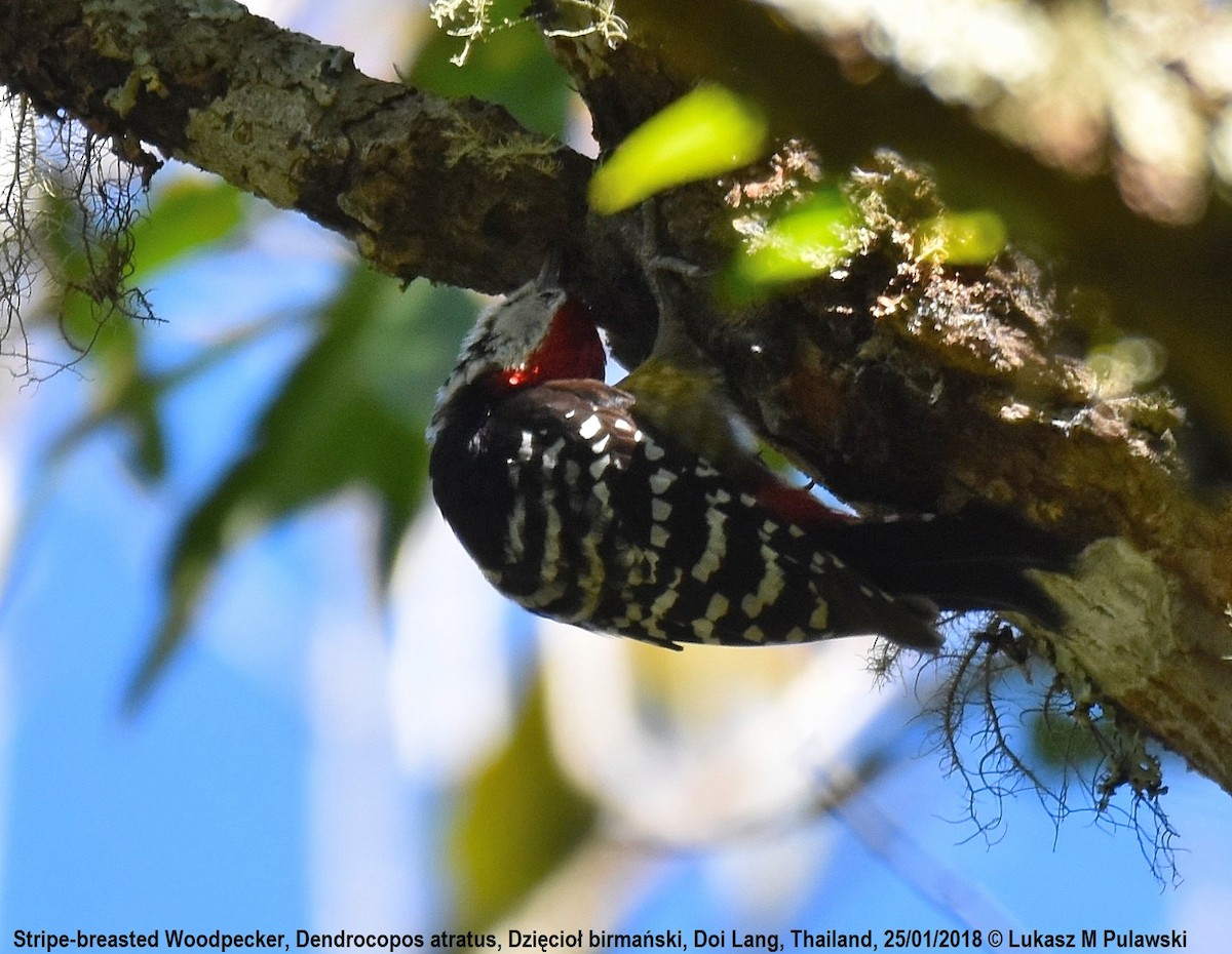 Stripe-breasted Woodpecker - ML204606721