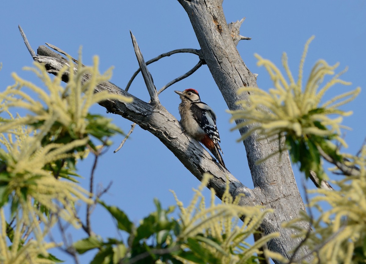 Great Spotted Woodpecker (Great Spotted) - Pavel Štěpánek
