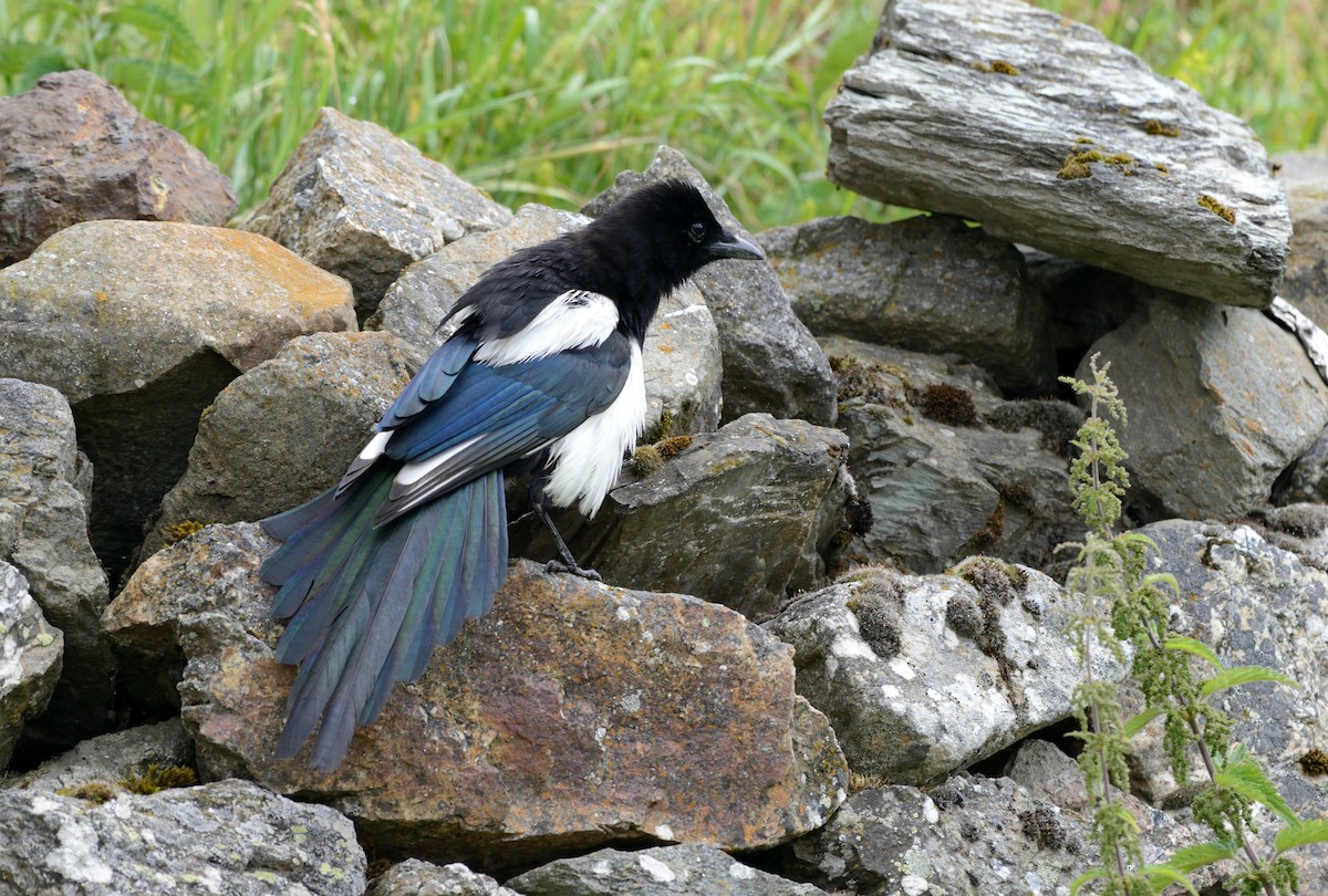 Eurasian Magpie (Eurasian) - Pavel Štěpánek