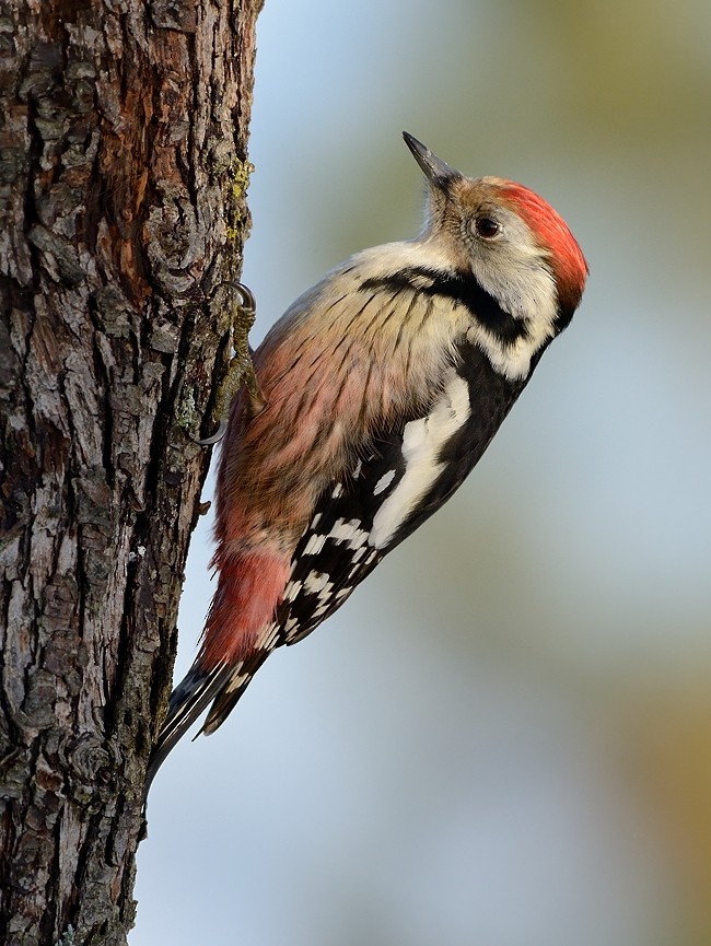 Middle Spotted Woodpecker - ML204606921