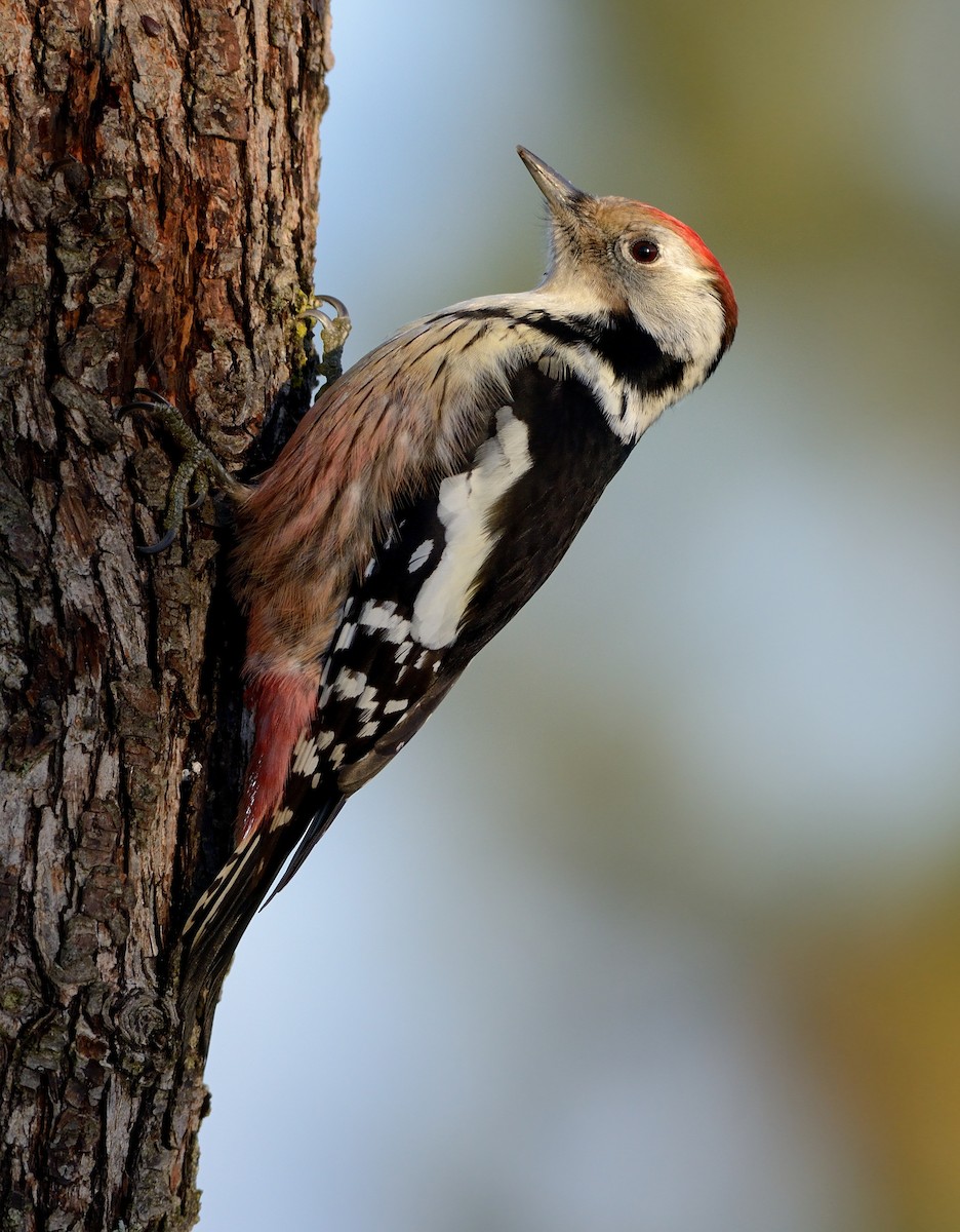 Middle Spotted Woodpecker - Pavel Štěpánek