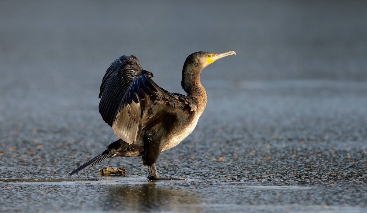 Great Cormorant (Eurasian) - Pavel Štěpánek