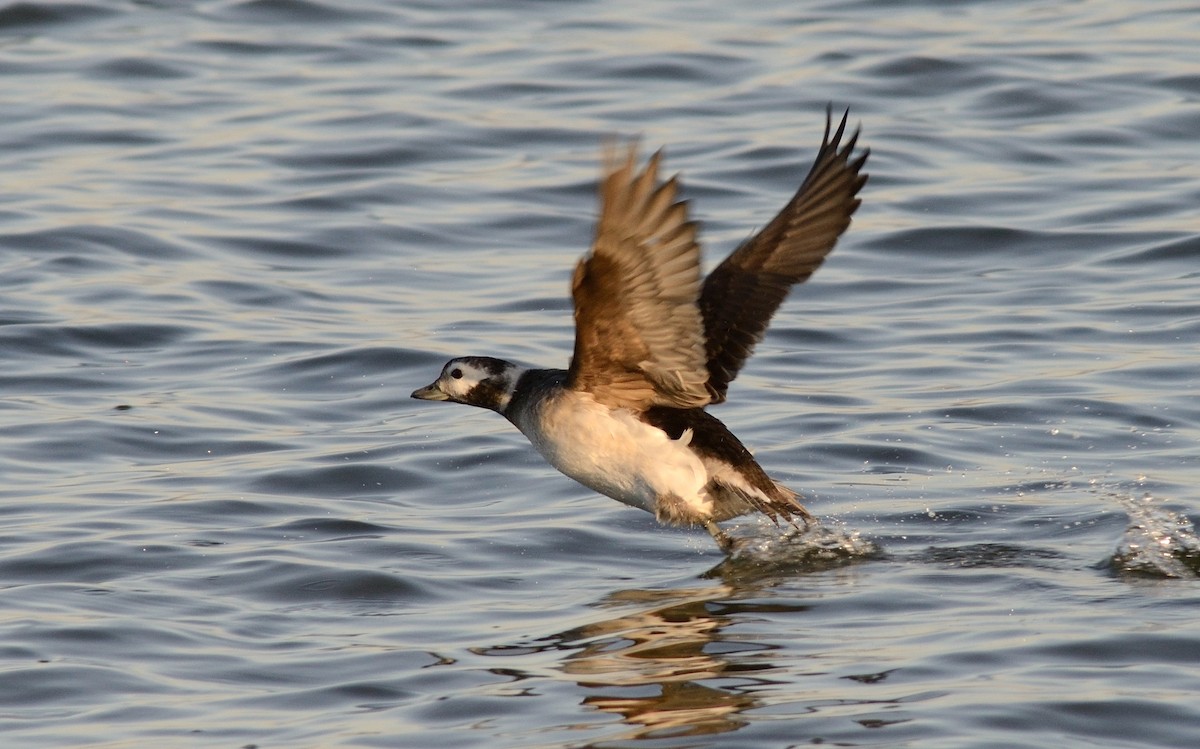 Long-tailed Duck - Pavel Štěpánek