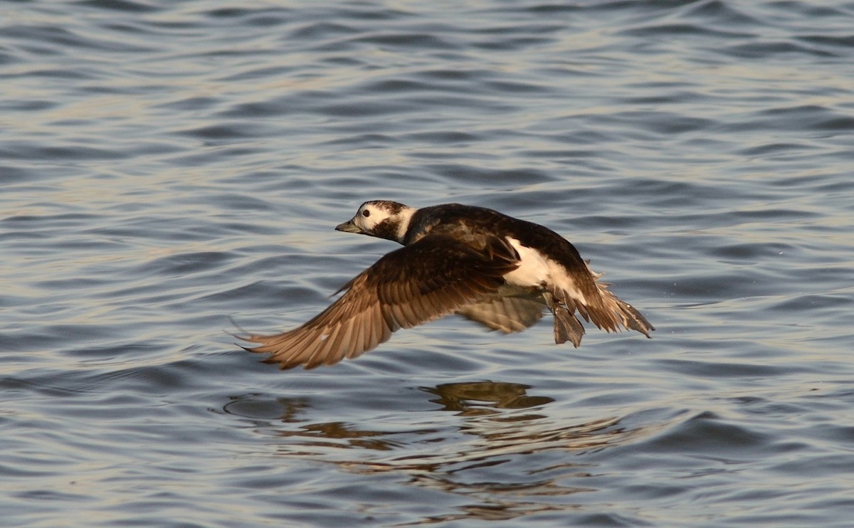 Long-tailed Duck - Pavel Štěpánek