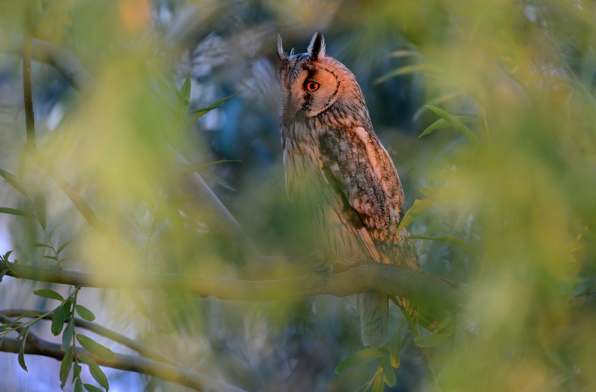 Long-eared Owl - Pavel Štěpánek