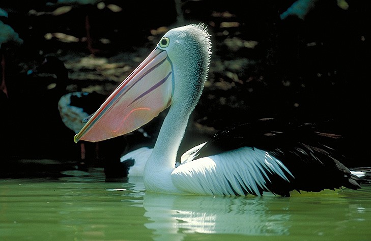 Australian Pelican - raniero massoli novelli