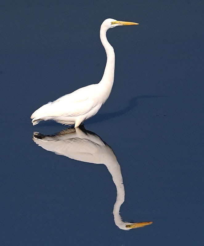 Great Egret (alba) - raniero massoli novelli