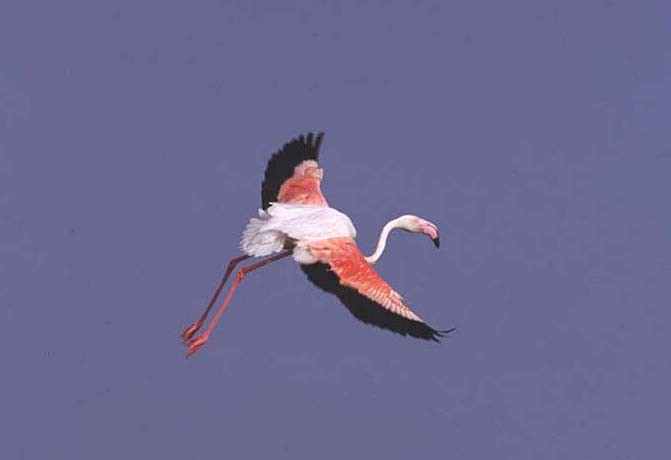 Greater Flamingo - ML204608281