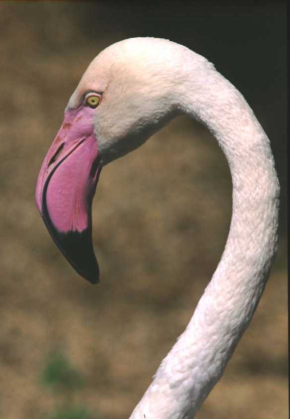 Greater Flamingo - ML204608291