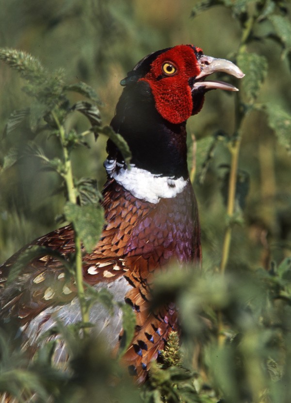 Ring-necked Pheasant - ML204608401