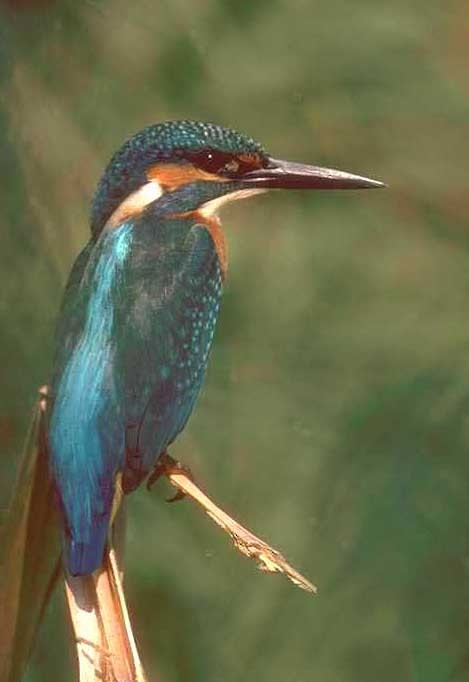 Common Kingfisher - ML204608491