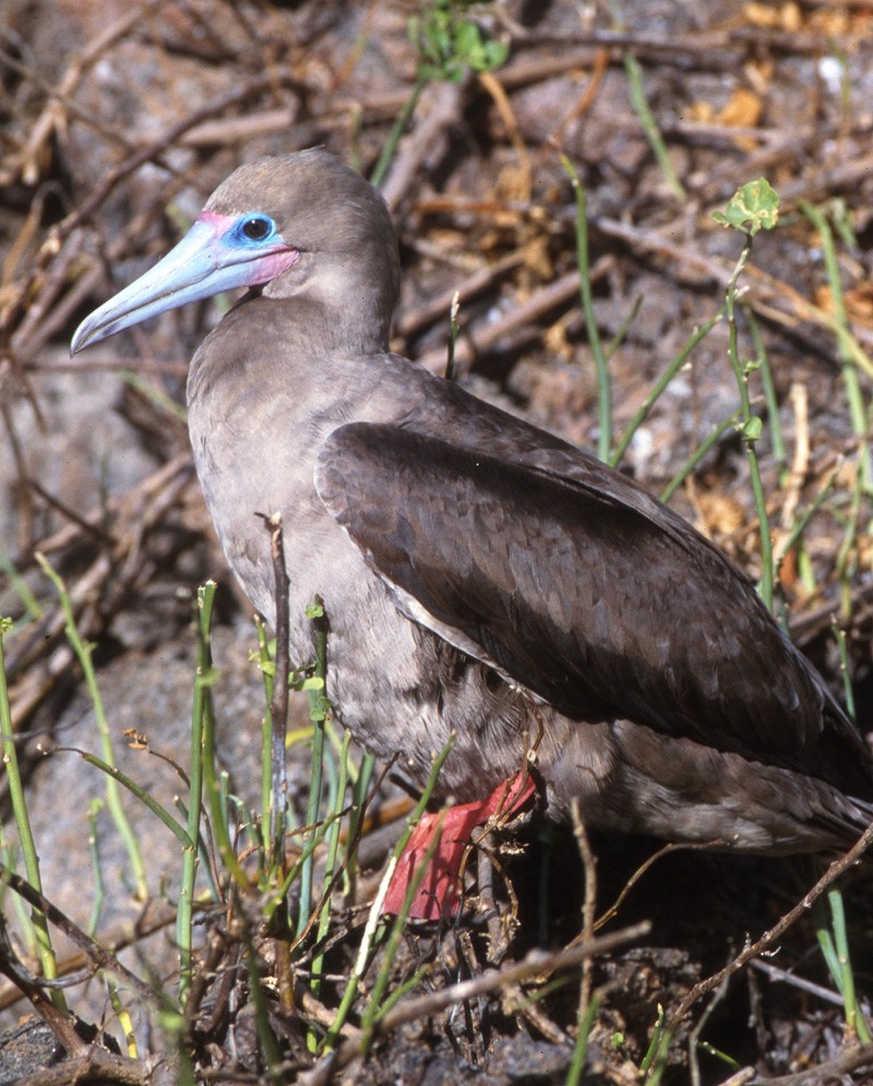 Red-footed Booby (Eastern Pacific) - ML204608711