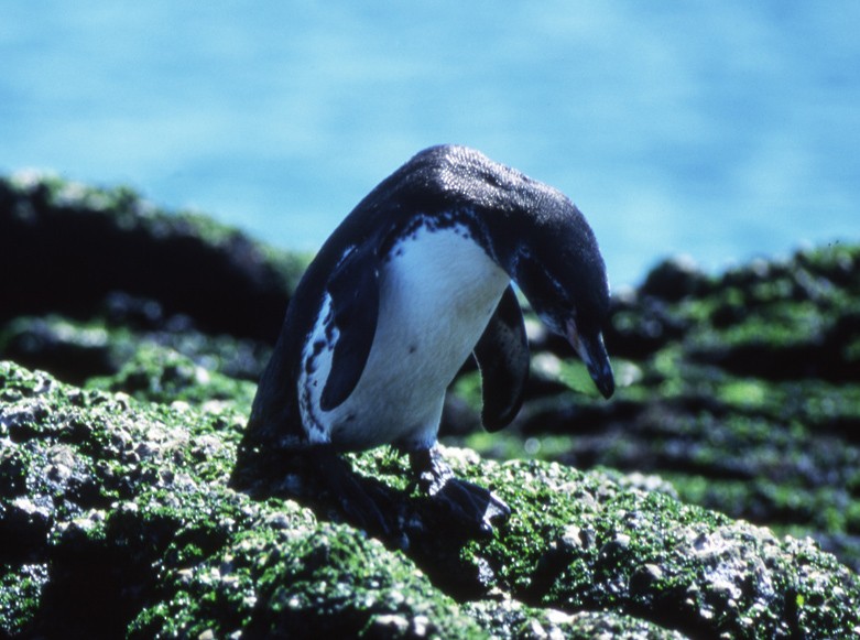 Galapagos Penguin - raniero massoli novelli