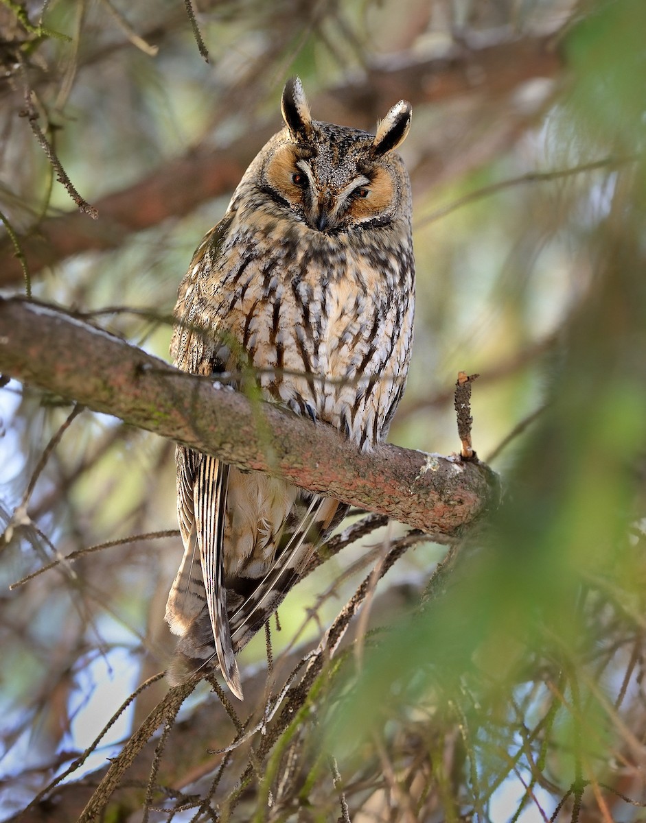 Long-eared Owl (Eurasian) - Pavel Štěpánek