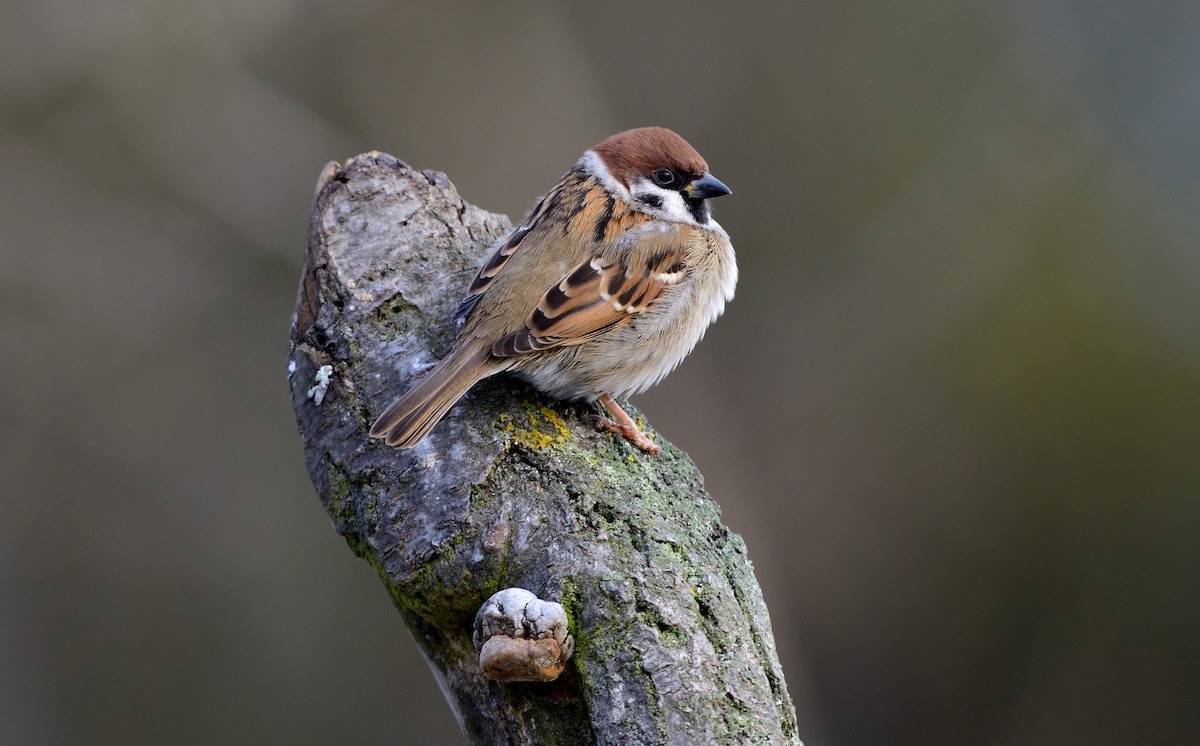 Eurasian Tree Sparrow - Pavel Štěpánek