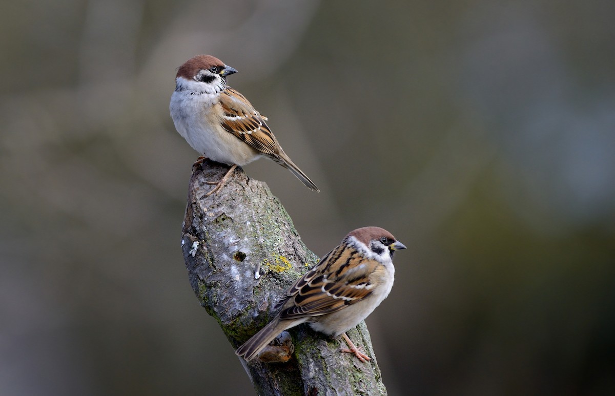 Eurasian Tree Sparrow - ML204609661