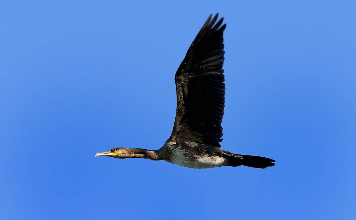 Great Cormorant (Eurasian) - Pavel Štěpánek