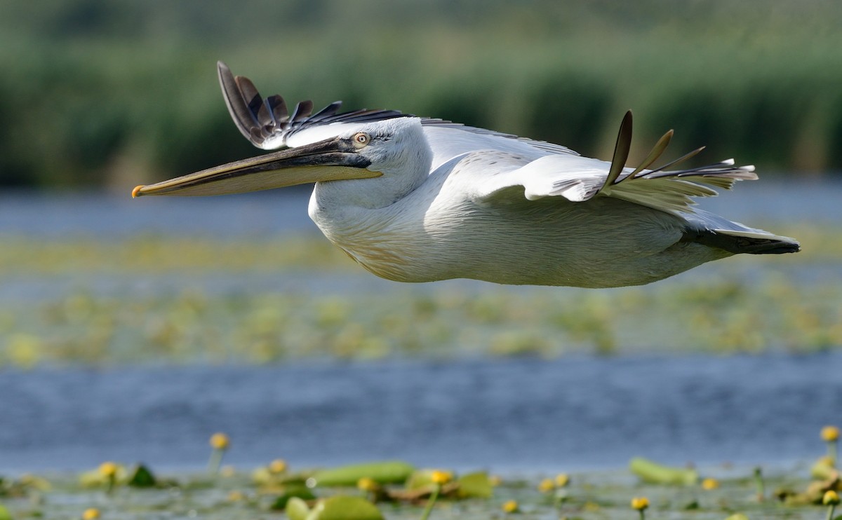 pelikán kadeřavý - ML204610061