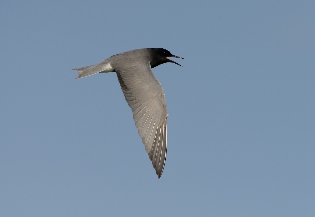 Black Tern (Eurasian) - ML204610071