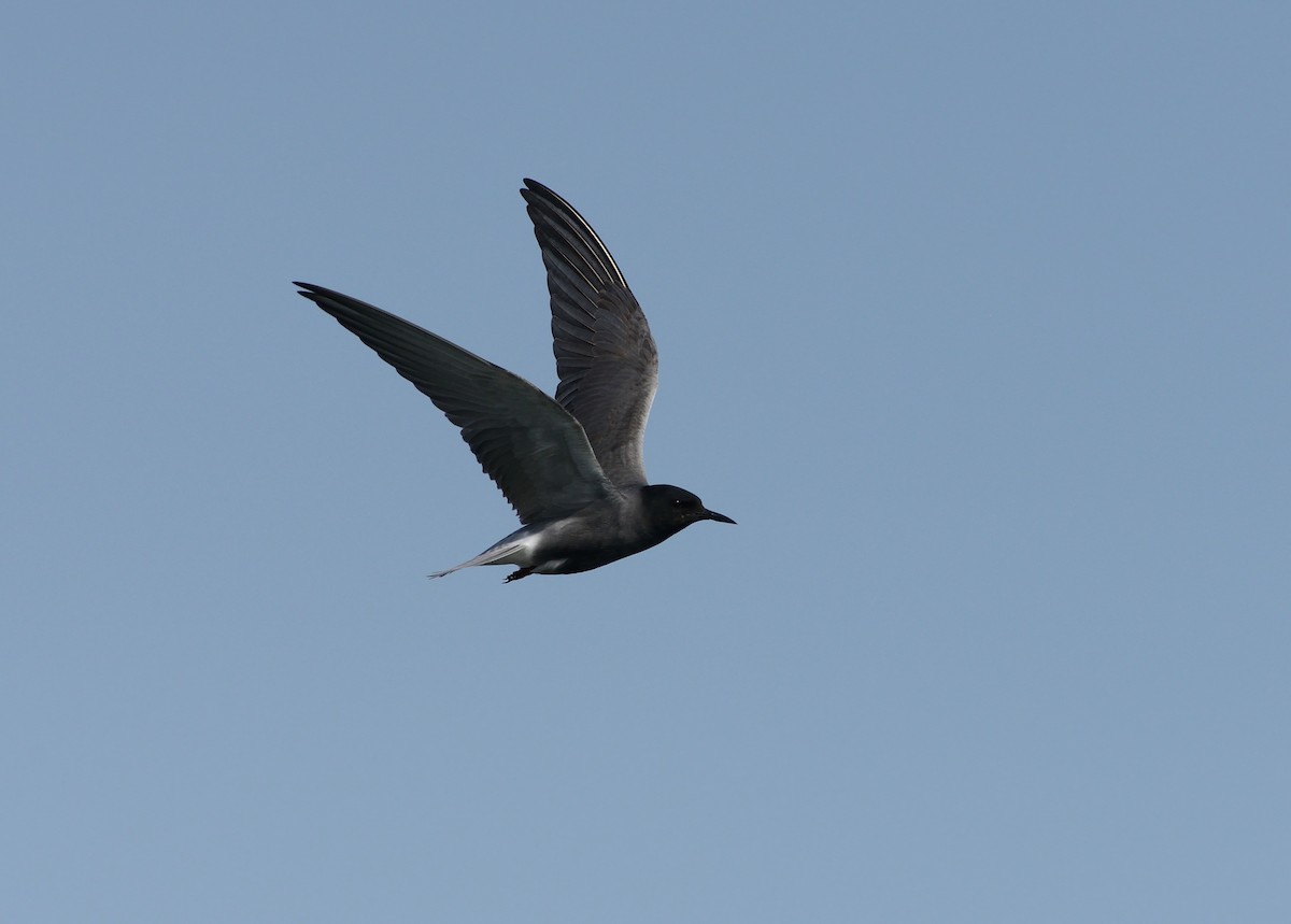 Black Tern (Eurasian) - ML204610081