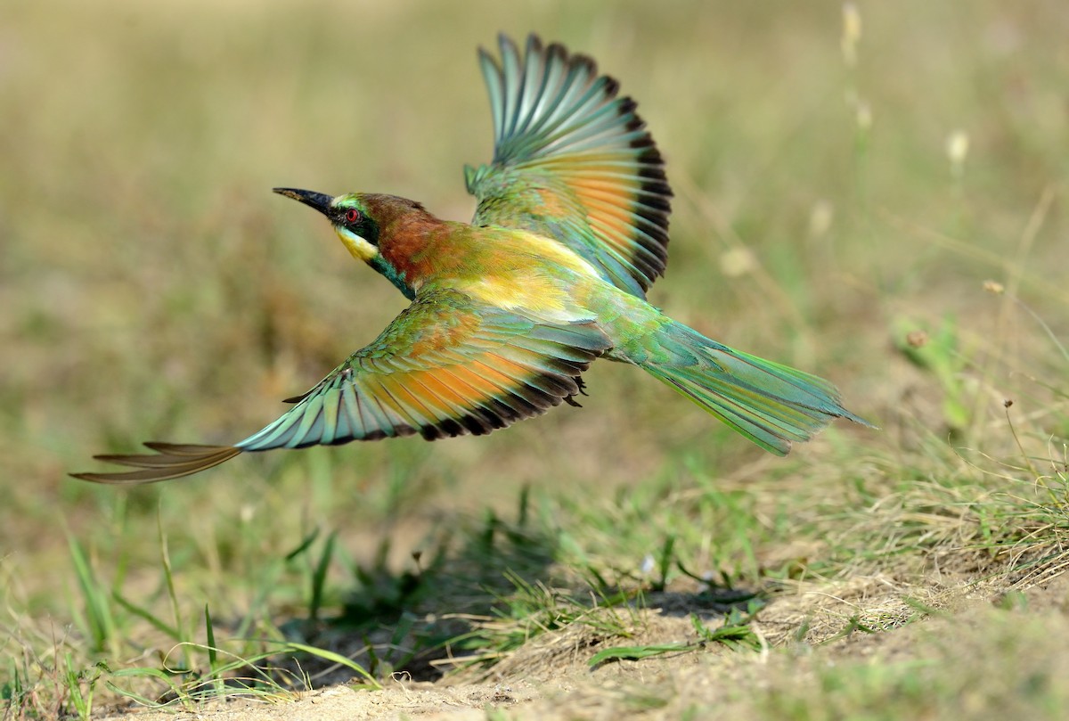 European Bee-eater - Pavel Štěpánek