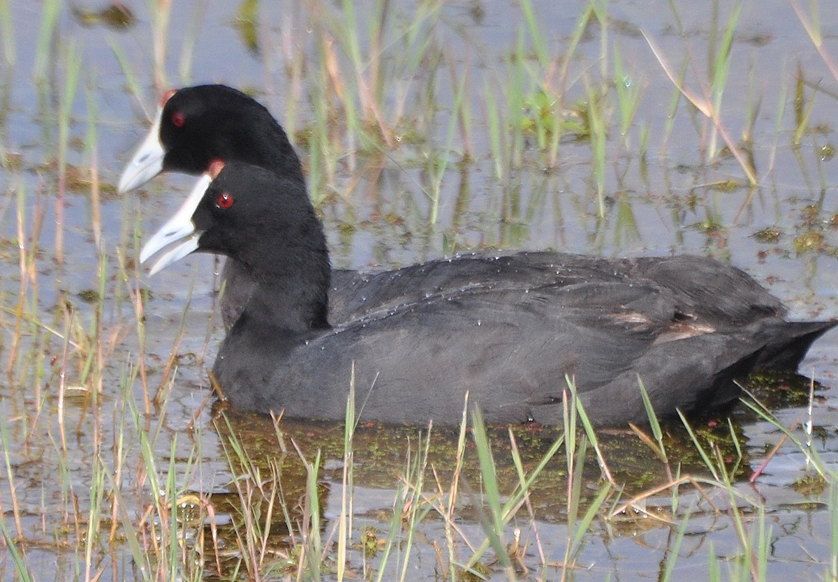 Red-knobbed Coot - Stefan Helming