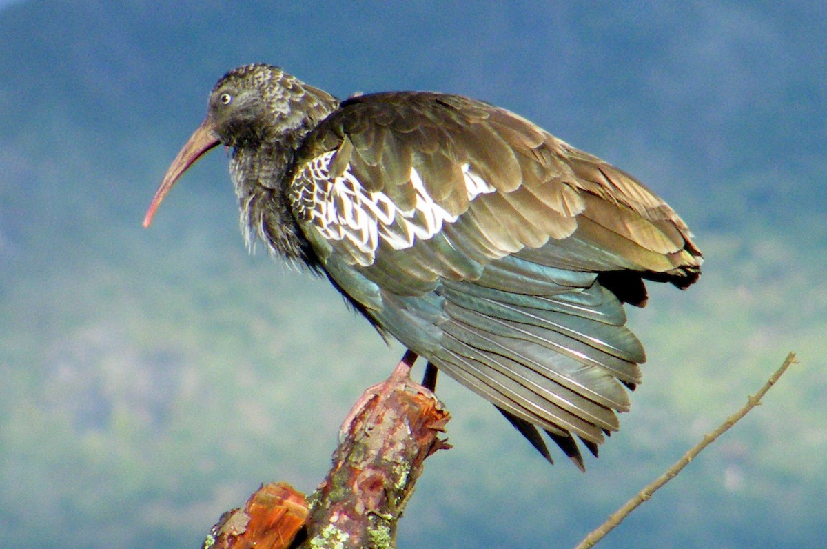 ibis etiopský - ML204610851