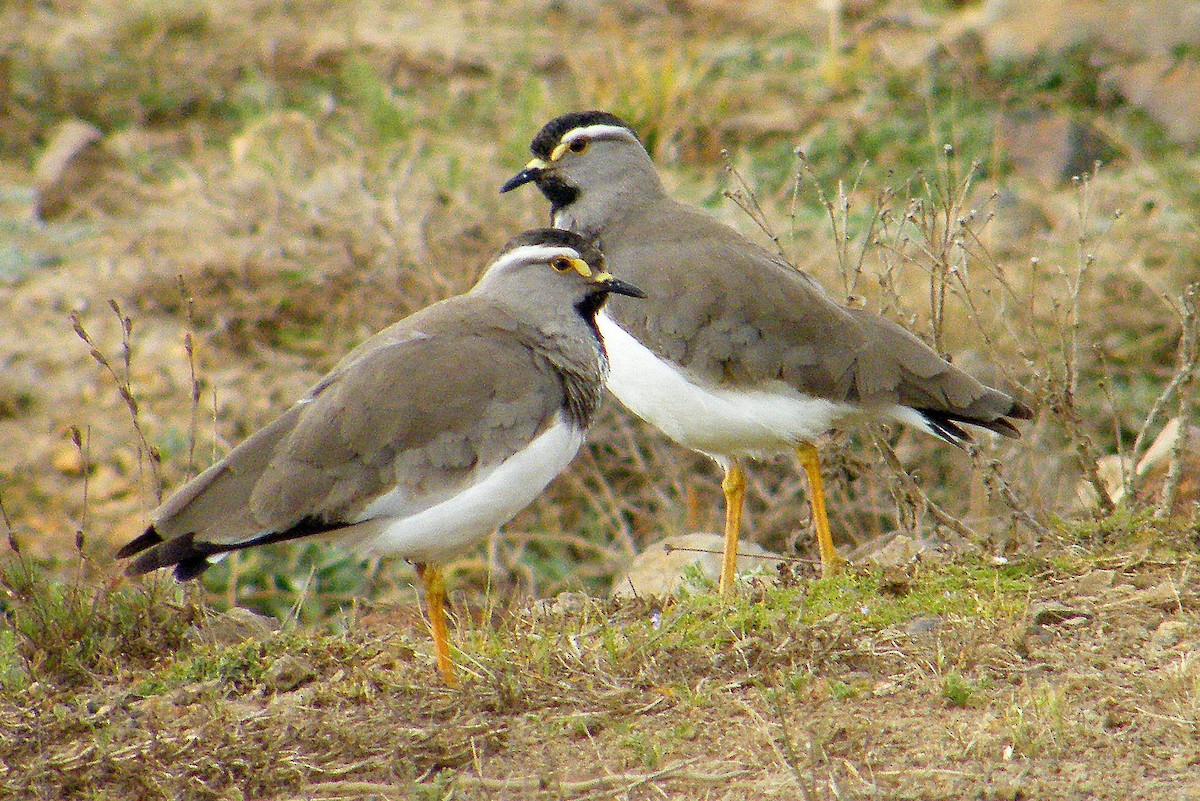 Spot-breasted Lapwing - ML204610871