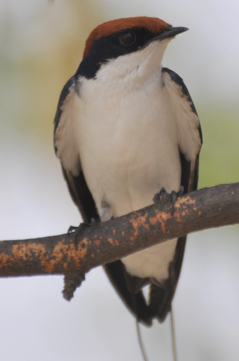 Wire-tailed Swallow - Stefan Helming