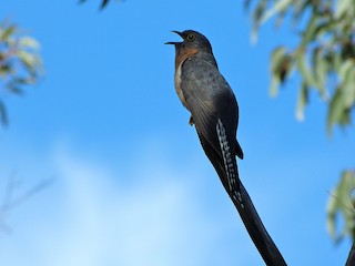 Fan-tailed Cuckoo, ML20461111