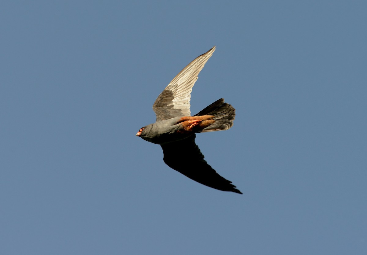 Red-footed Falcon - ML204612241