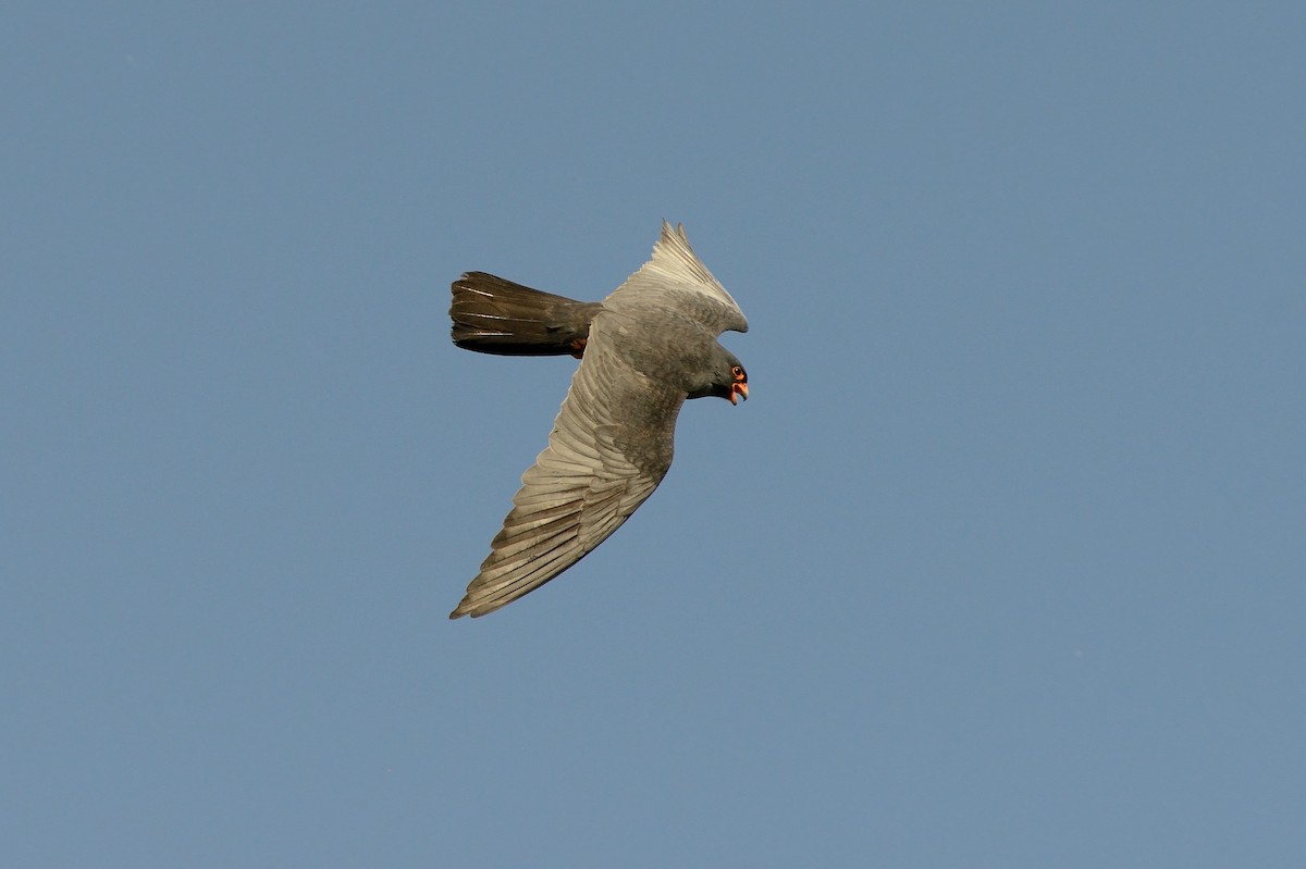 Red-footed Falcon - ML204612251