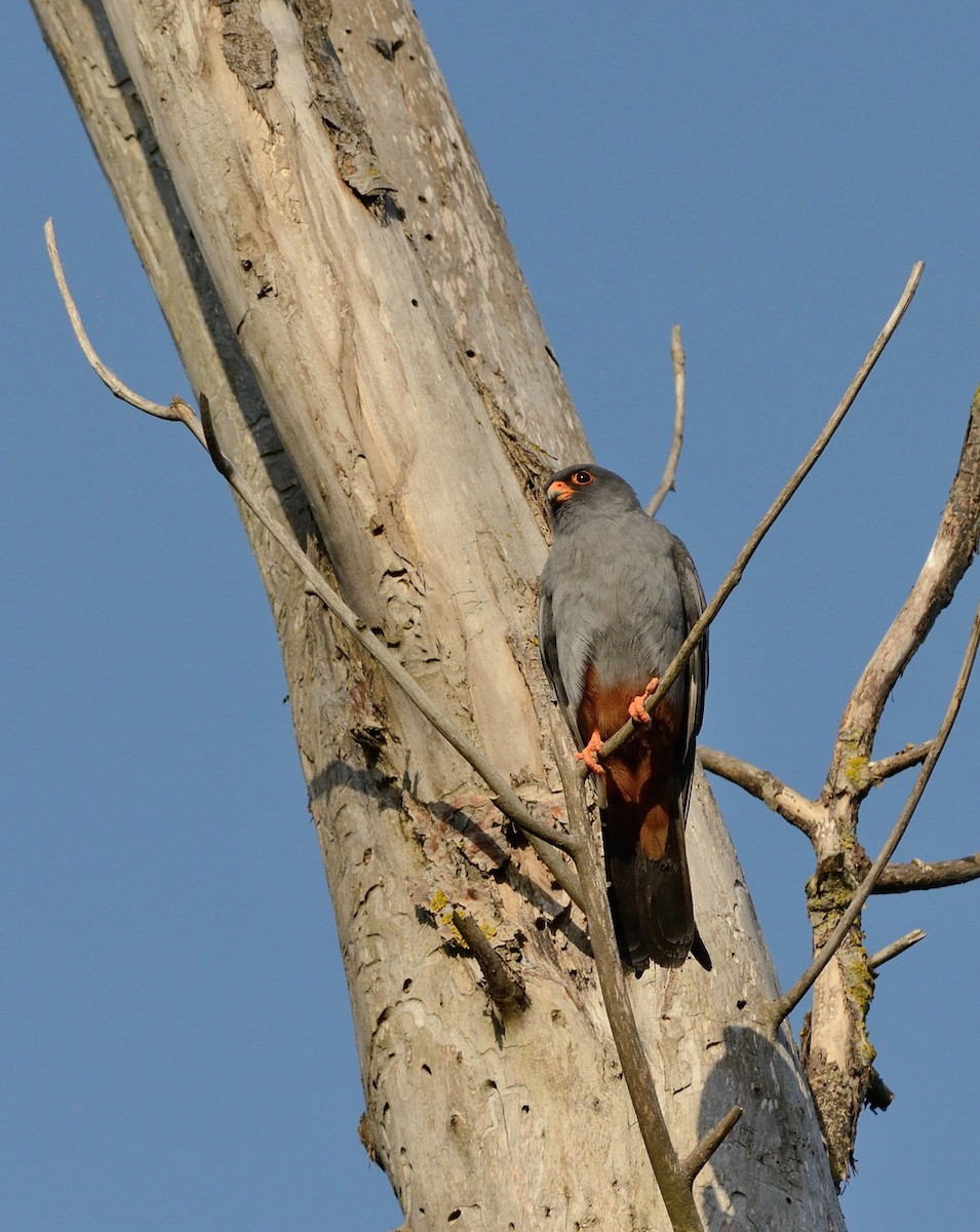 Red-footed Falcon - ML204612261