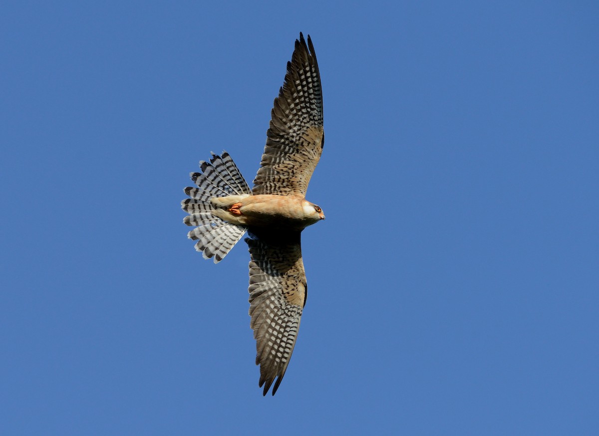 Red-footed Falcon - ML204612271