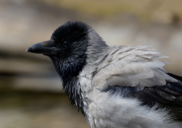 ズキンガラス Cornix グループ Ebird