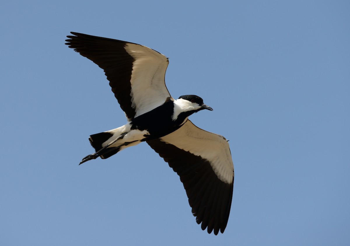 Spur-winged Lapwing - ML204613081