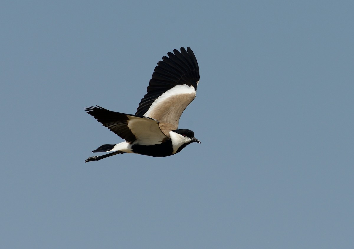 Spur-winged Lapwing - ML204613091