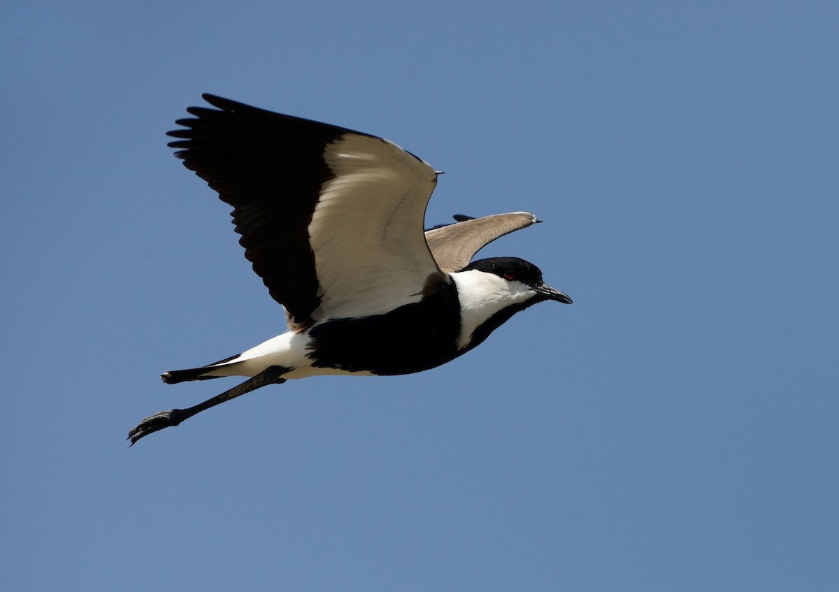 Spur-winged Lapwing - ML204613101