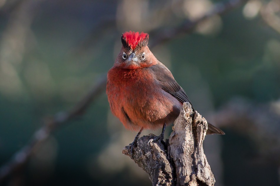 Red-crested Finch - ML204613251