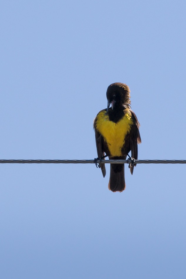 Brown-and-yellow Marshbird - Jorge Claudio Schlemmer