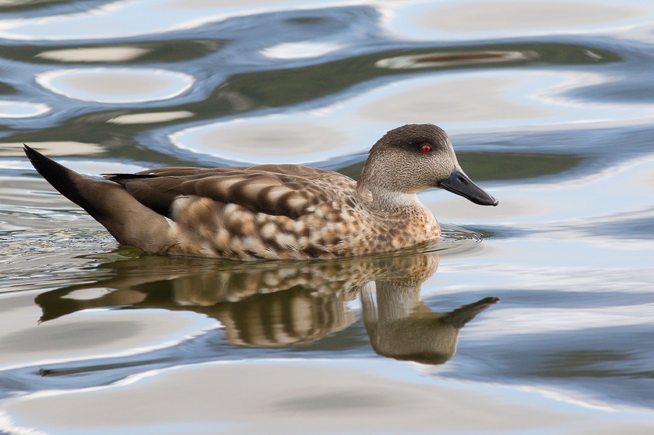 Crested Duck - ML204613611