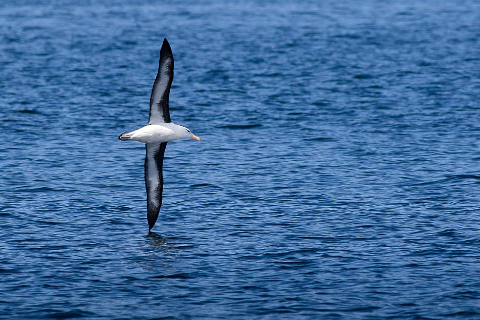 Black-browed Albatross (Black-browed) - ML204613661